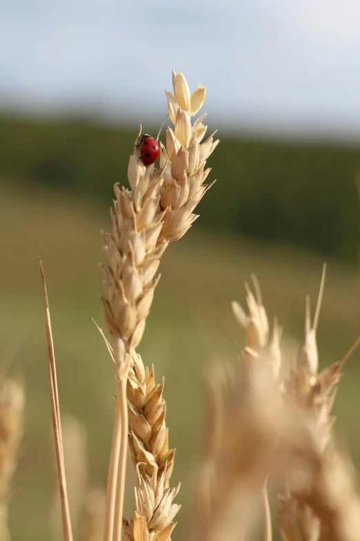 a ladybug sitting on top of a tall stalk of wheat