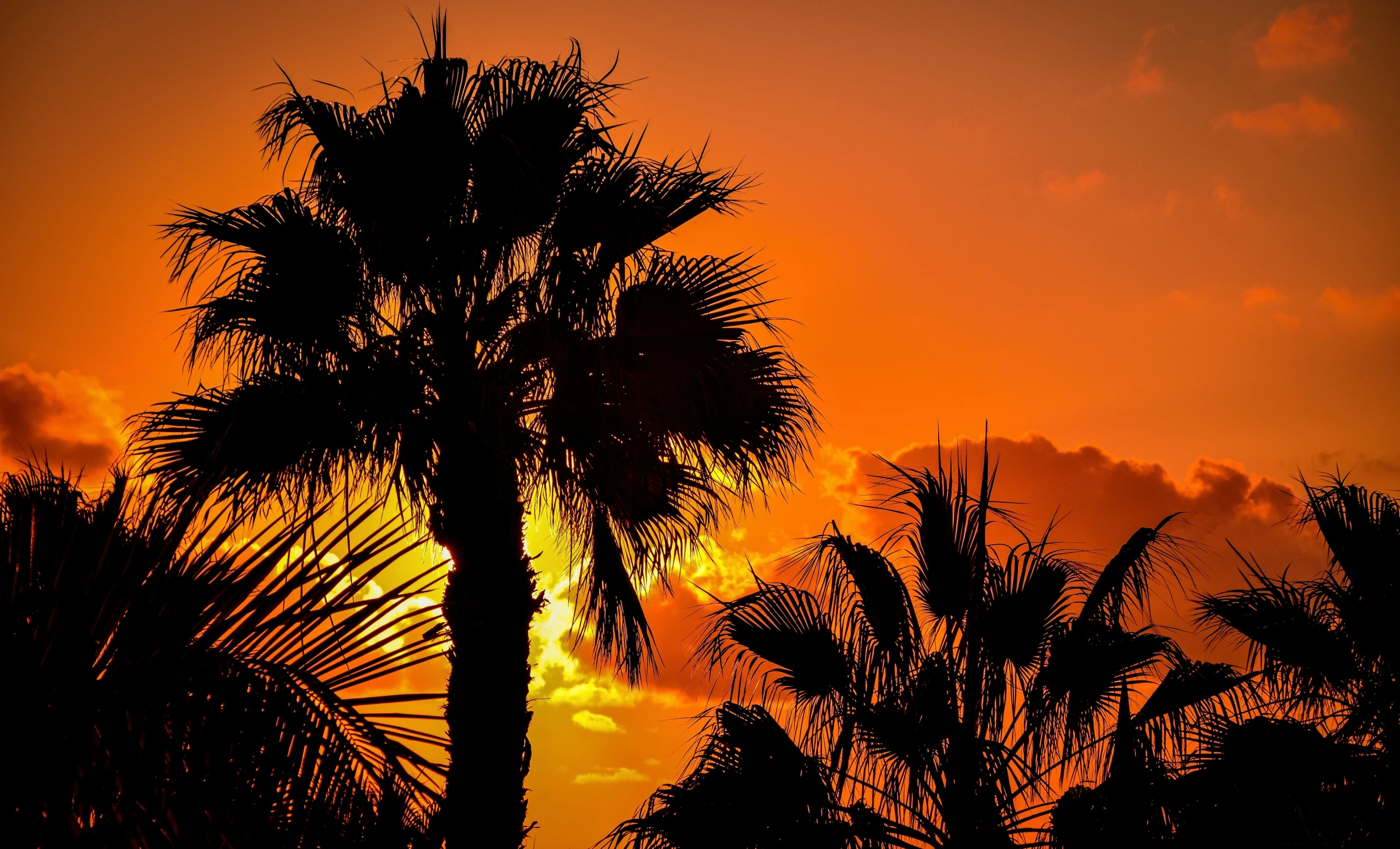 the sun sets behind a large palm tree