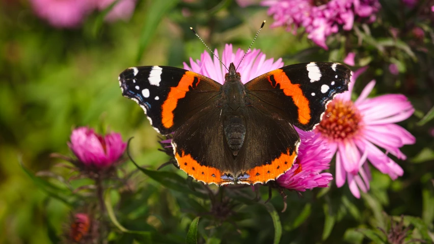 close up of a brown, white and orange erfly on a flower