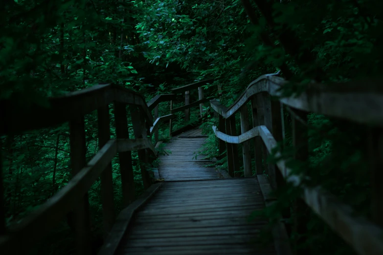 a bridge on a path in the woods with many trees