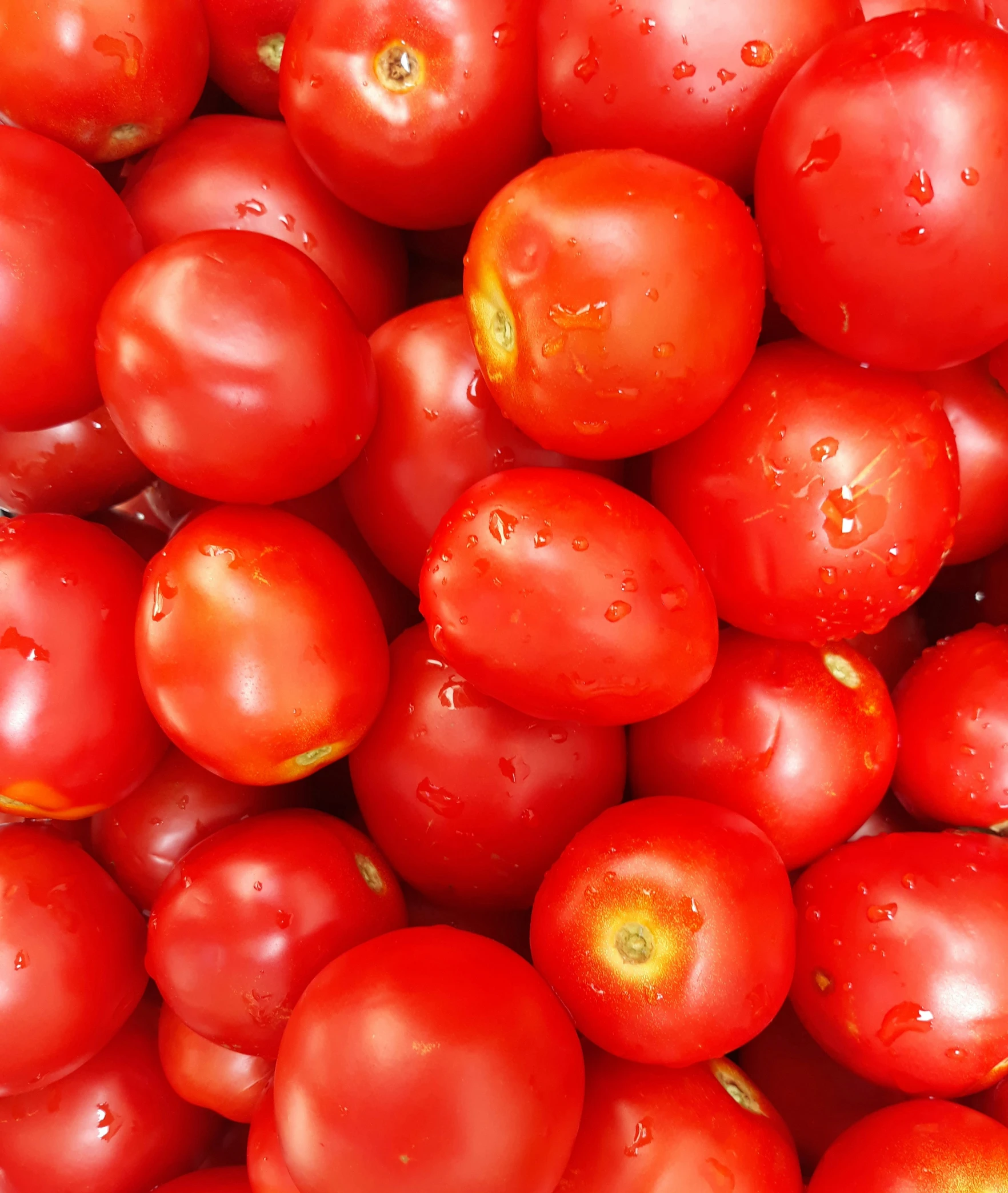 lots of red tomatoes with drops of water