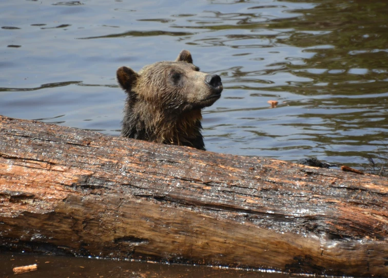 a bear standing on top of a large log