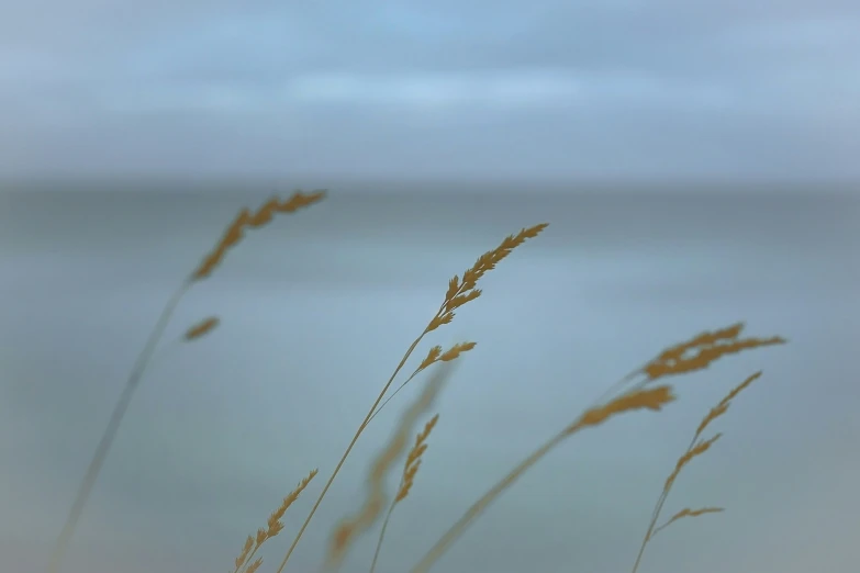 some wild grasses near the ocean under a cloudy sky