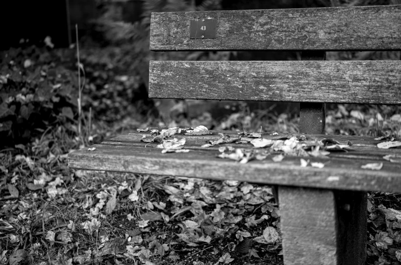 a wooden bench sitting in the middle of leaf litter