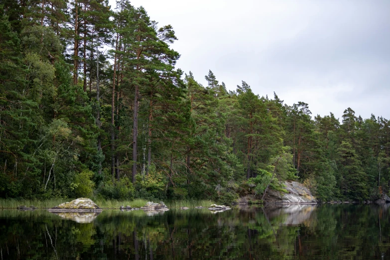 large pine forest next to lake surrounded by rocks