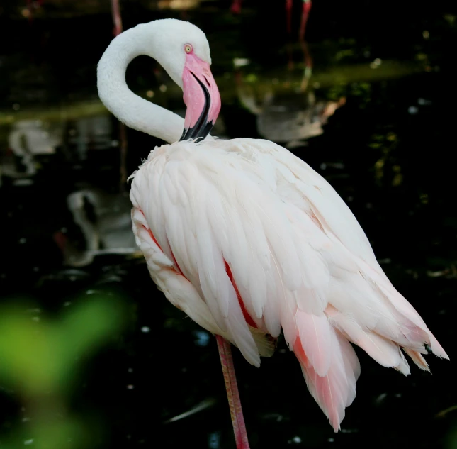 a white flamingo standing in water next to some plants