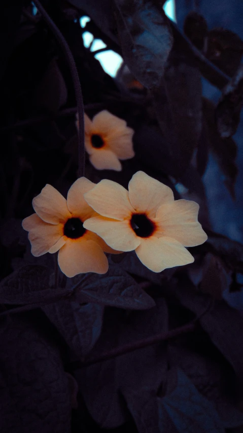 the large yellow flowers are growing on the tree