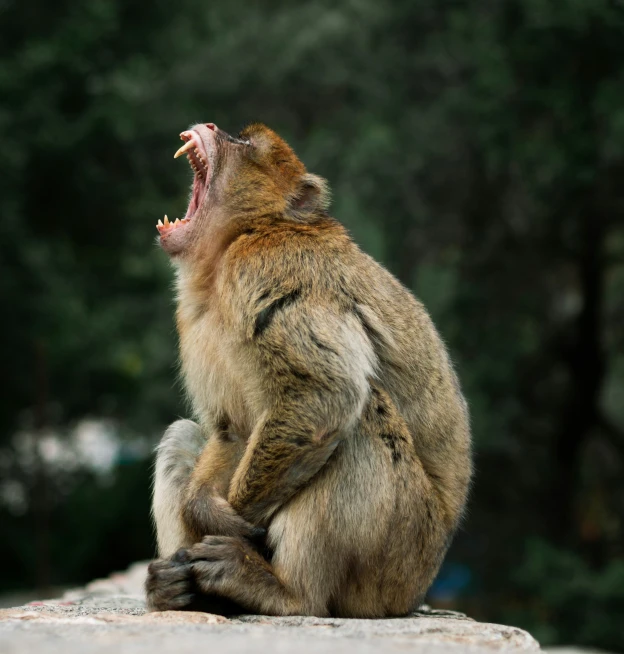 a brown monkey is sitting on top of a stone
