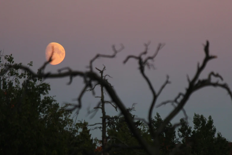 moon seen through the nches of a tree