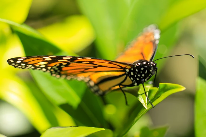 a very cute little orange and black erfly