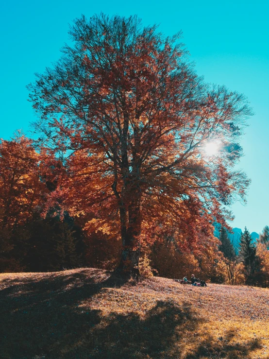 the sun shines on a colorful tree in autumn