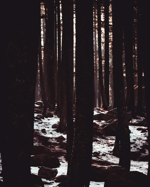 a dark forest with snow on the ground