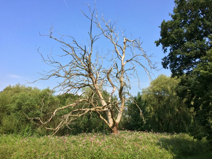 a lone tree in a field with many trees around