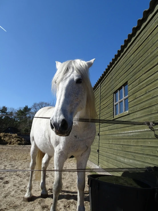 the horse is standing in the fenced area next to the building