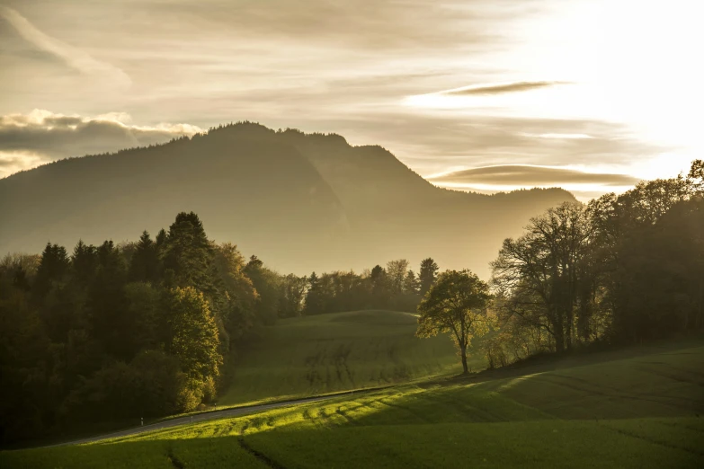 there are trees and grass all by the hill side