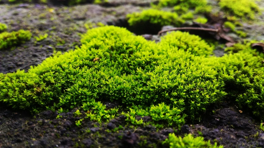 small green plants on the ground that are growing