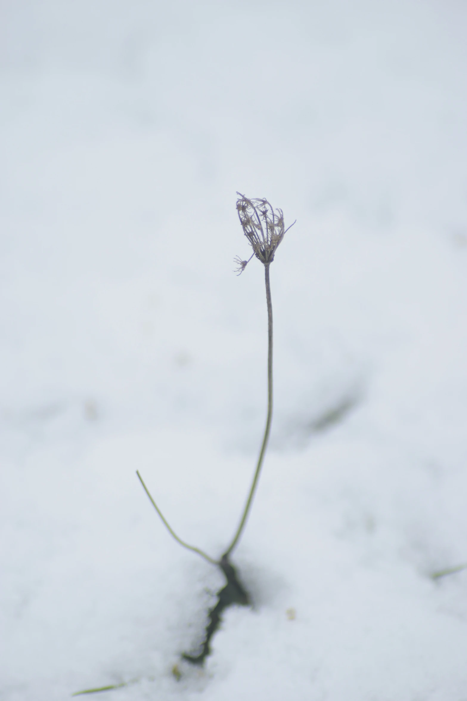 snow on the ground has a tiny flower