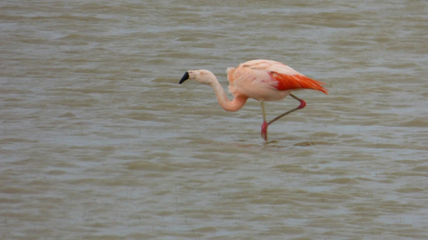 the flamingo is standing in water and has it's  open