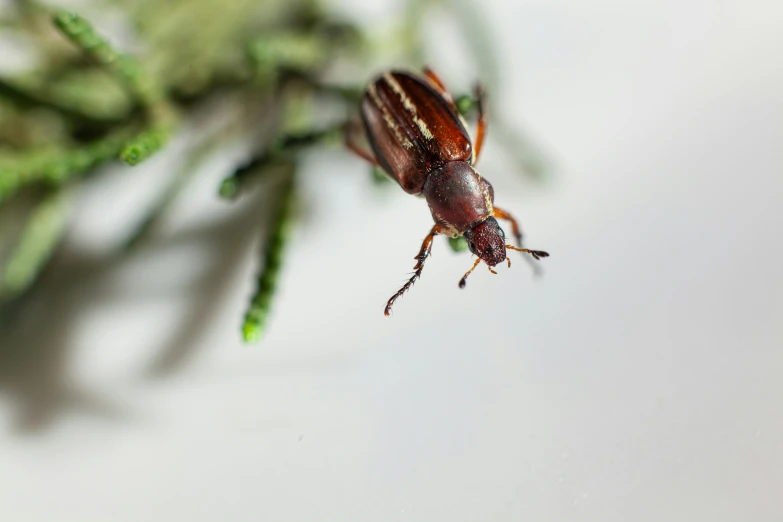 a fly flies by on the ground in front of some grass