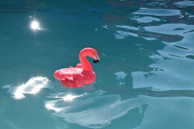 a pink flamingo floats on top of water