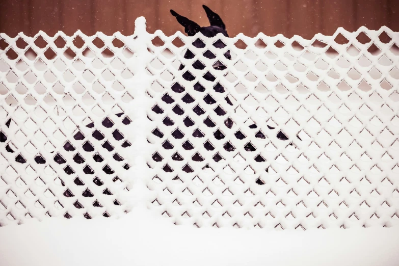 the bird is sitting in front of a fence