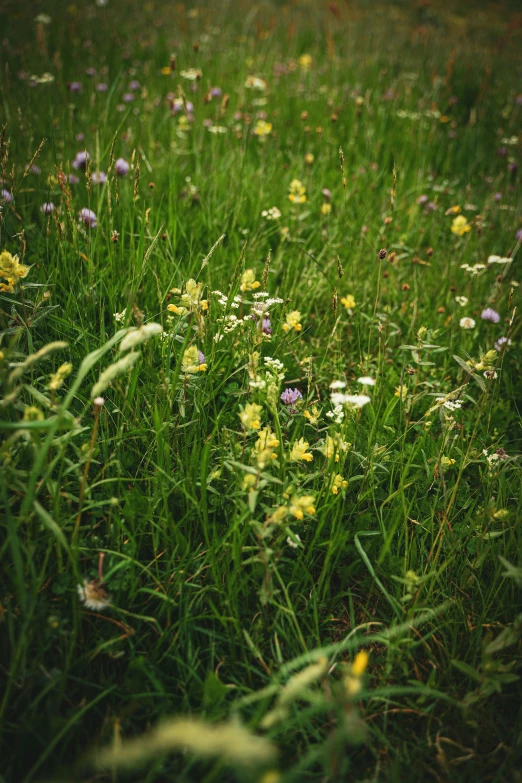 wild flowers on the green grass in the spring