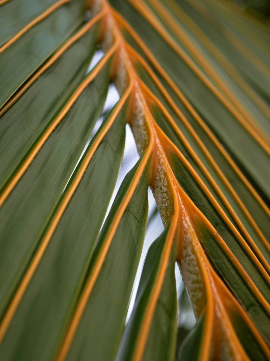 the underside of a leaf, with light streaks