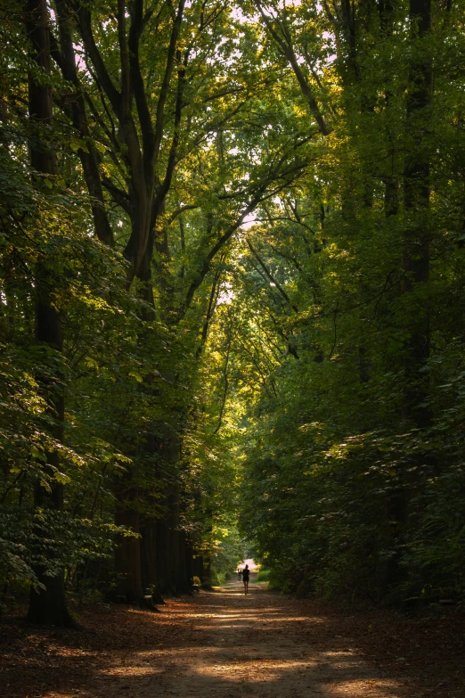 the person is walking along a path through some trees