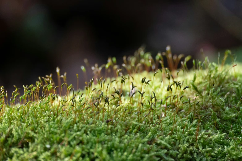 close up of moss growing in a grassy field