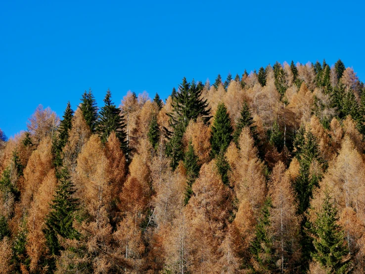 trees covered with fall color and no leaves