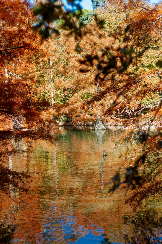 trees reflected in the still water on the shore