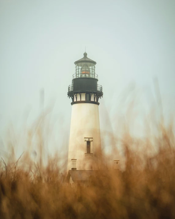 a lighthouse is surrounded by tall grasses on a foggy day