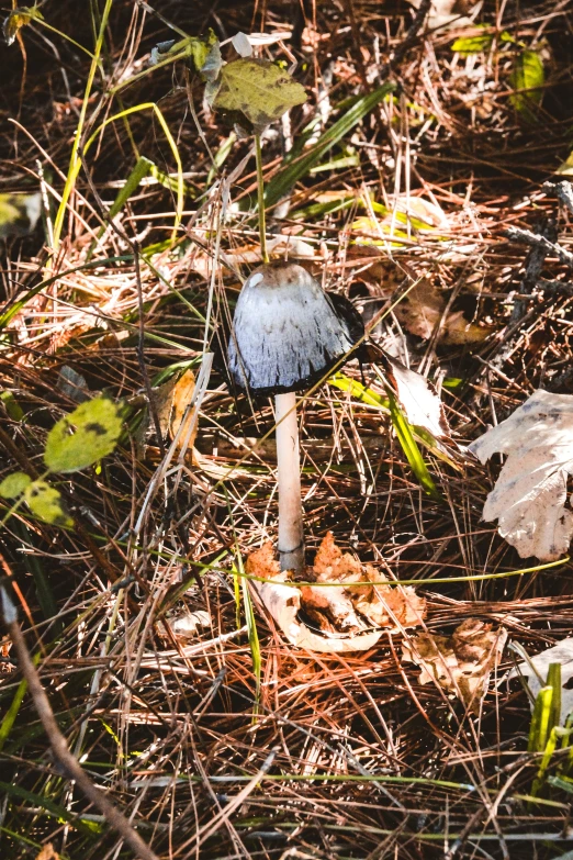 a white and grey mushroom is in the woods