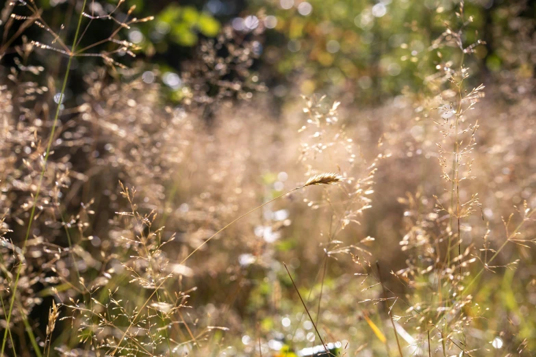 sun rays shine through the grass and weeds