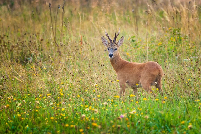 a young deer standing in a field next to a tree