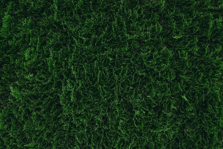 a close up view of grass surface with many green patches