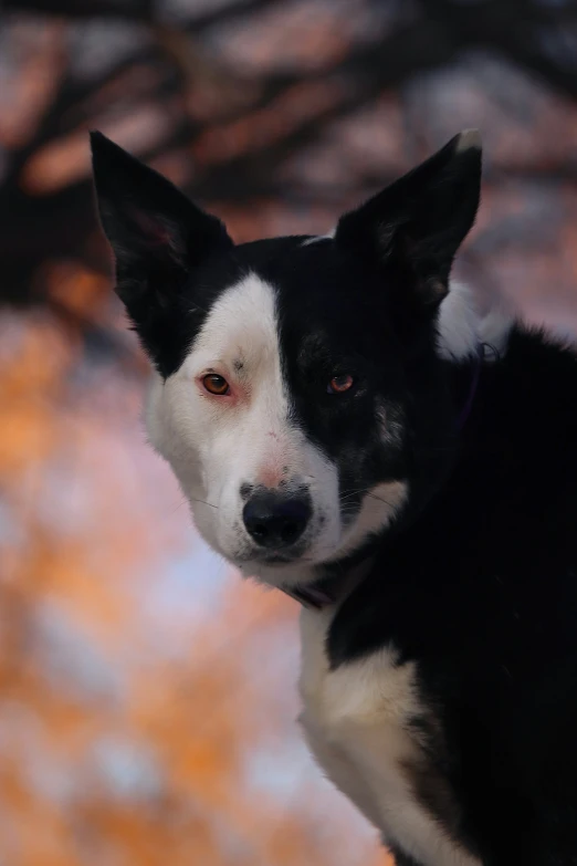 a black and white dog is standing in front of a tree