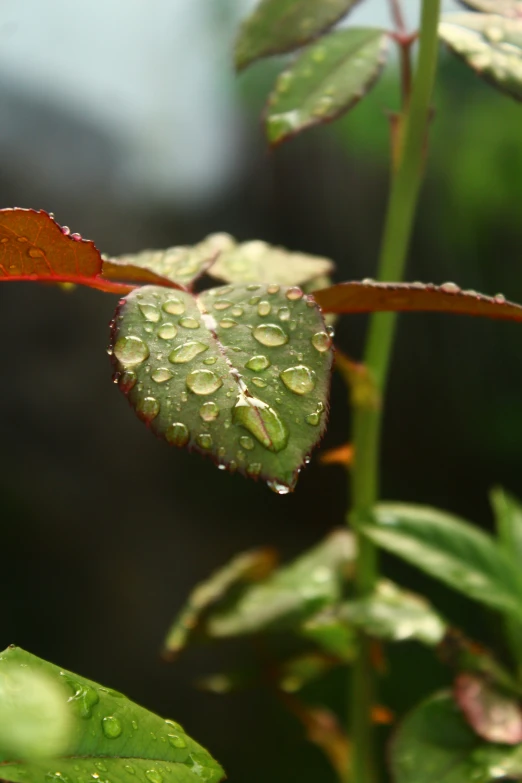 water drops on a leaf in the garden