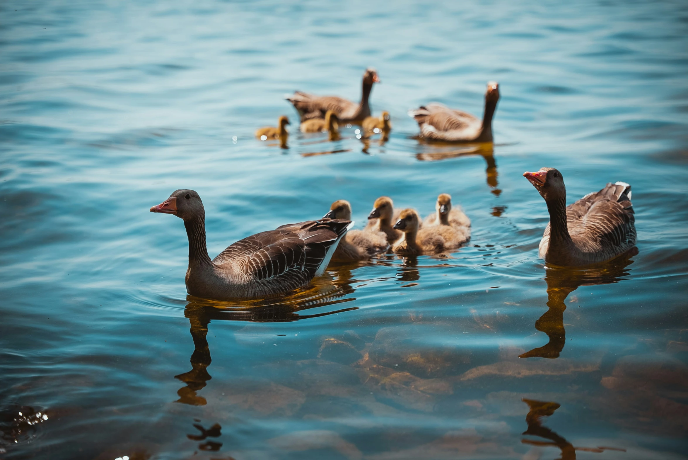 a group of ducks in the water