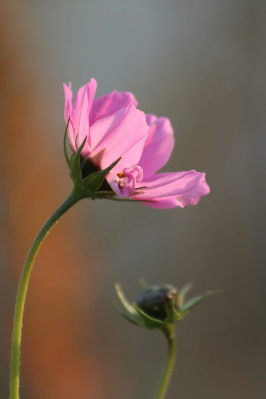 two pretty flowers with petals sticking out from the stems