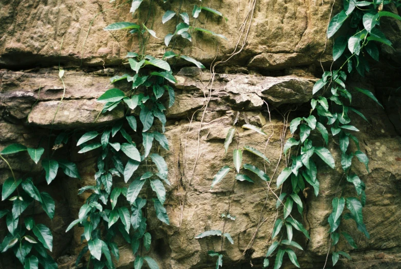 an image of green plants growing on the wall