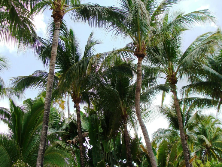a view of some very tall palm trees
