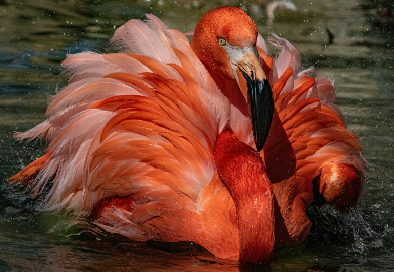 a pink flamingo is floating in some water