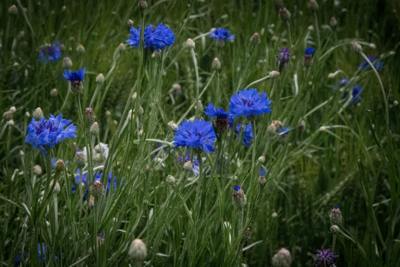 a bunch of blue flowers are growing in a green field