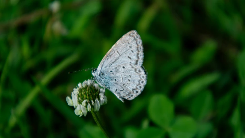 a small erfly that is sitting on a flower