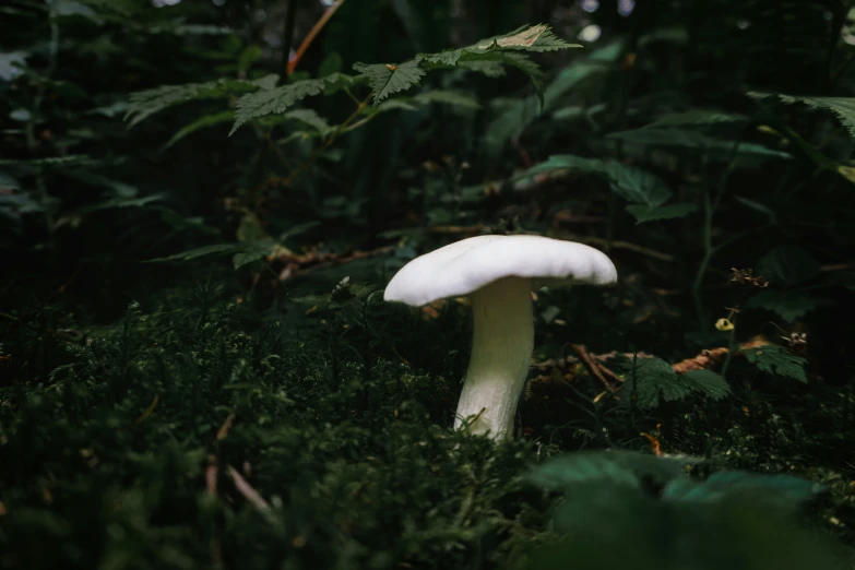 a very pretty white mushroom in the woods