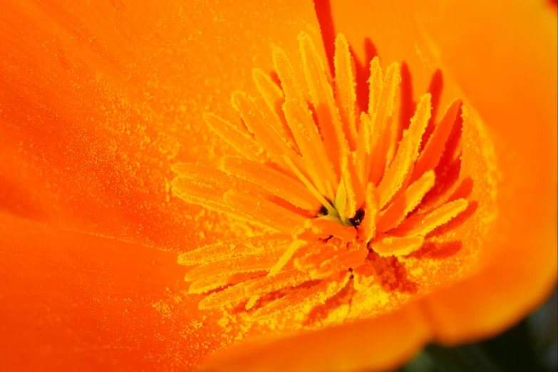 the inside of an orange flower is seen