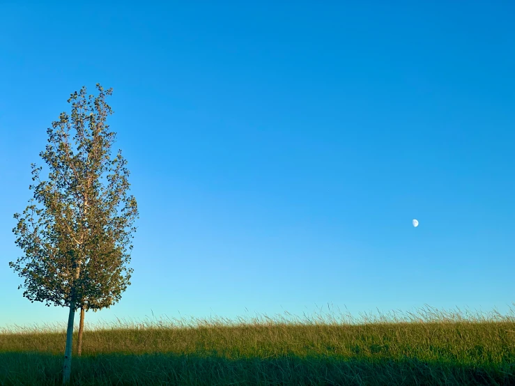 there is a lone tree standing in a field