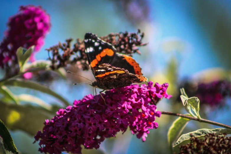 a erfly on a flower is taking flight