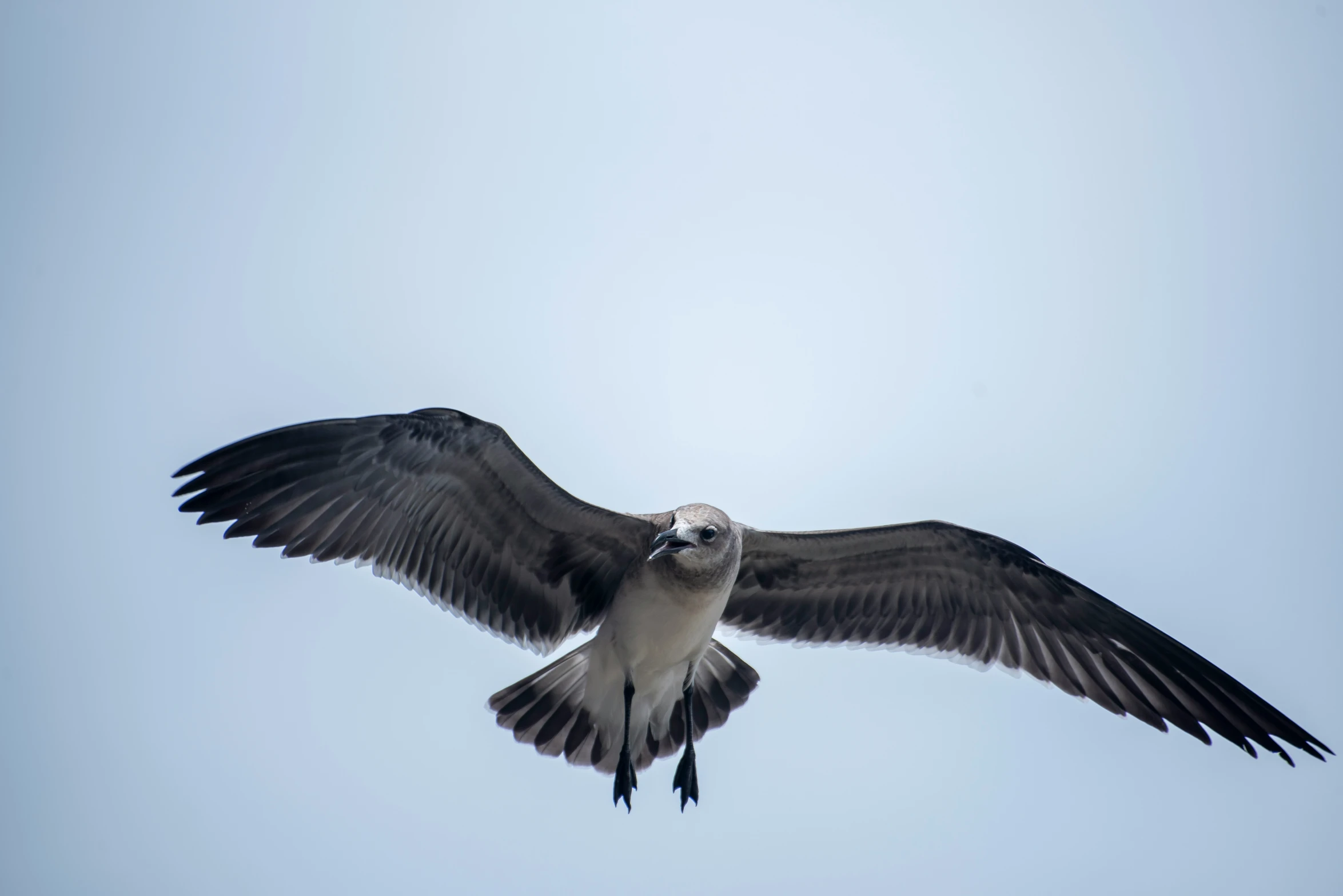 a large bird is flying through the sky